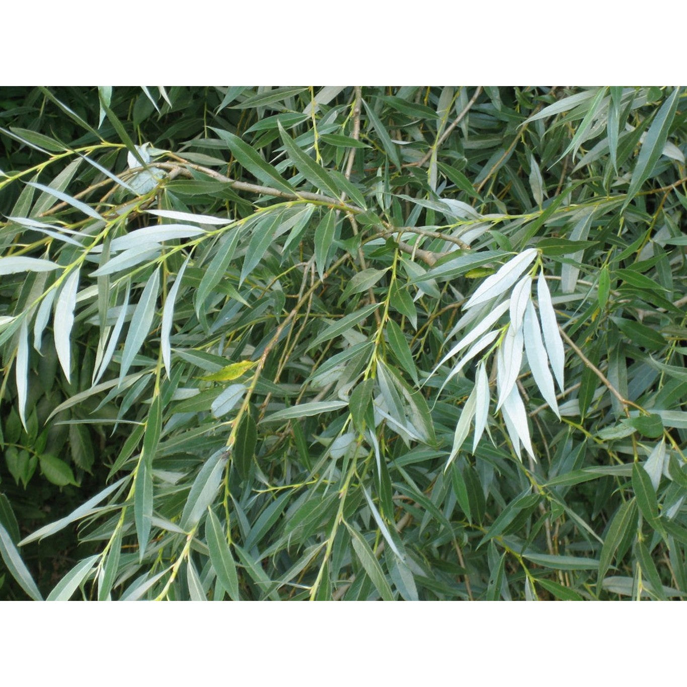Silverpil – Salix alba - 60-100 CM bare root 0/1 1-2 branche